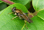 Hoverfly